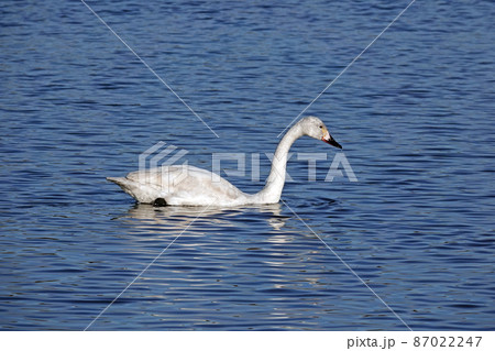 コハクチョウの幼鳥。 87022247