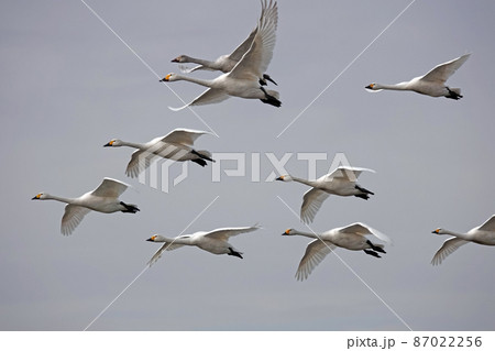 コハクチョウの飛んでる姿。 87022256