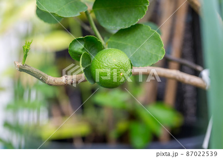 Green limes on a tree. Lime green tree hanging from the branch. Lime ready for harvest fresh Green limes on a tree. Lime green tree hanging from the branch. Lime ready for harvest fresh 87022539