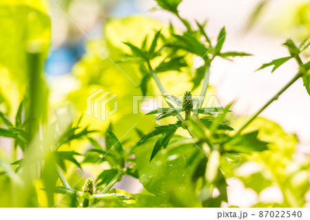 Long Coriander or Culantro flower with blur background. Long Coriander or Culantro flower with blur background. 87022540