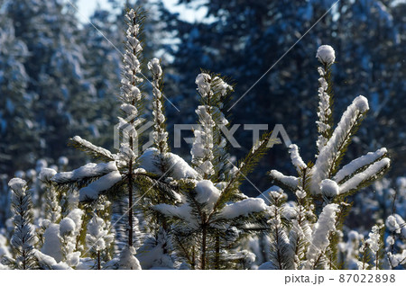 Winter landscape in a pine forest. The tops of the young shoots are beautifully covered with snow. In the form of round balls and spirals. Sunny day in the forest Winter landscape in a pine forest. The tops of the young shoots are beautifully covered with snow. In the form of round balls and spirals. Sunny day in the forest 87022898