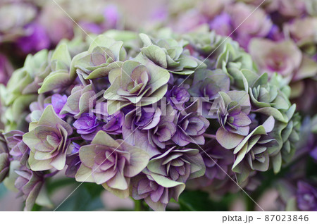 秋紫陽花 87023846