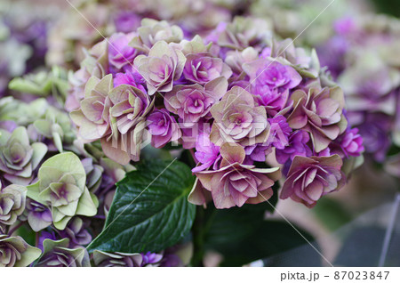 秋紫陽花 87023847