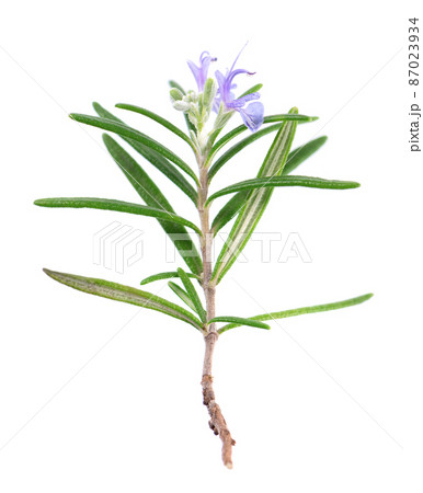 Sprig rosemary with flower isolated on white background. Fresh rosemary branch. Sprig rosemary with flower isolated on white background. Fresh rosemary branch. 87023934