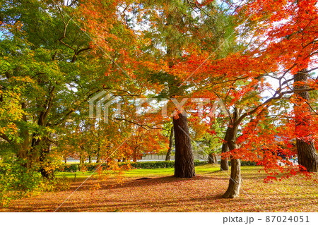 京都御所敷地内の紅葉 87024051