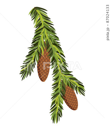 Fir tree branch with hanging cone. Green spruce branch as natural evergreen decoration element for banner. Isolated on white vector illustration 87024133