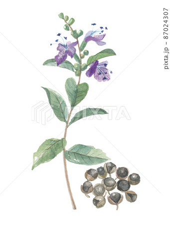 ハマゴウ　浜栲　花と実 87024307