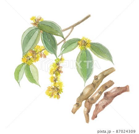 テンダイウヤク 天台烏薬 花と根 テンダイウヤク 天台烏薬 花と根 87024309