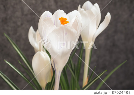 ホワイトクロッカス 87024402