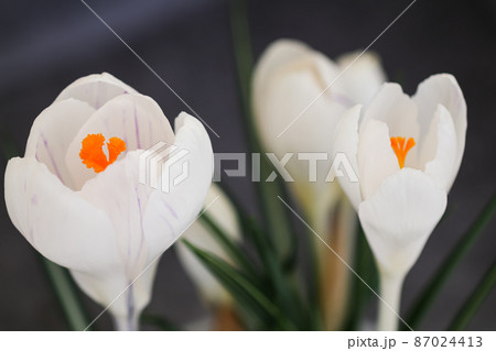 ホワイトクロッカス 87024413