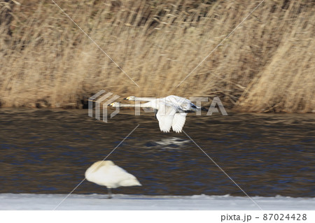 餌場に急ぐオオハクチョウ 87024428