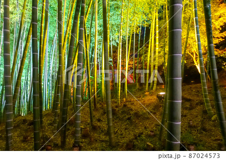 京都高台寺の秋のライトアップ 87024573