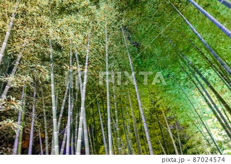 京都高台寺の秋のライトアップ 87024574