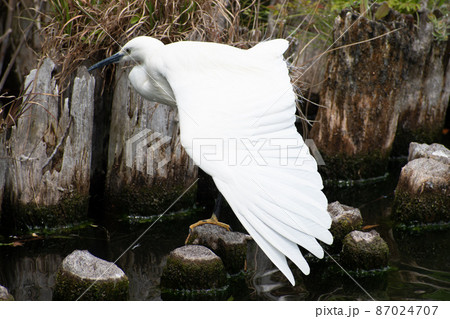 翼を広げて伸びをする美しいコサギ 87024707