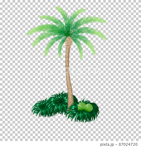 Palm tree Palm tree 87024720