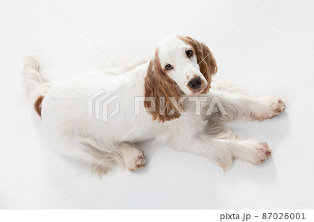 The dog is lying on its belly and looking up. English cocker spaniel with honey gold coat. 87026001
