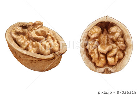 胡桃 くるみ クルミ イラスト リアル 半分 87026318