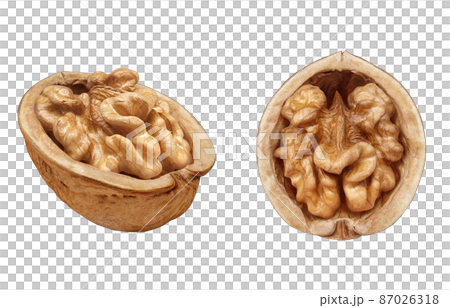 胡桃 くるみ クルミ イラスト リアル 半分 87026318