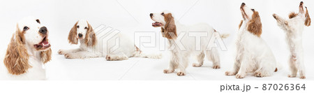 Basic dog pose on white background. Dog - English cocker spaniel with honey gold coat. Panorama. Basic dog pose on white background. Dog - English cocker spaniel with honey gold coat. Panorama. 87026364