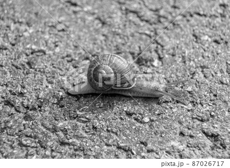 Big garden snail in shell crawling on wet road hurry home 87026717