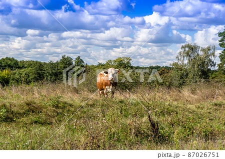Photography on theme beautiful big milk cow Photography on theme beautiful big milk cow 87026751