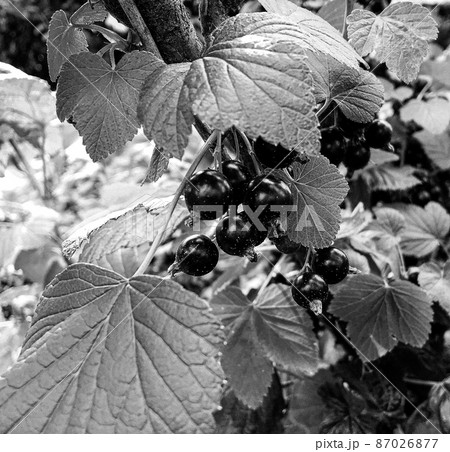 Photography on theme beautiful bush berry black currant 87026877