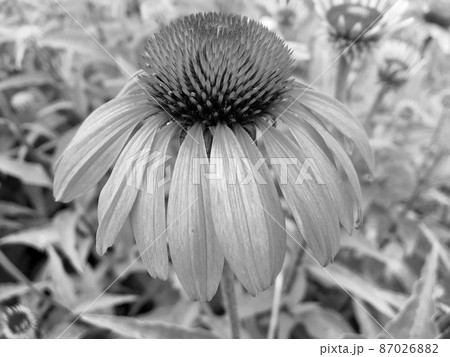 Bouquet wildflowers echinacea blooming in garden Bouquet wildflowers echinacea blooming in garden 87026882