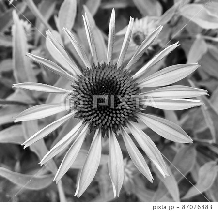 Bouquet wildflowers echinacea blooming in garden Bouquet wildflowers echinacea blooming in garden 87026883
