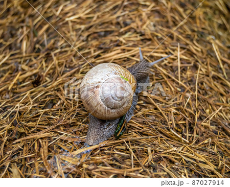 Big garden snail in shell crawling on wet road Big garden snail in shell crawling on wet road 87027914