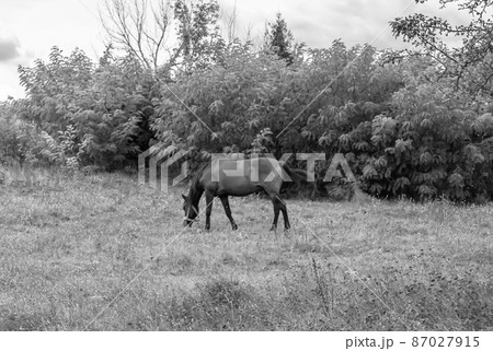 Beautiful wild horse stallion on summer flower meadow Beautiful wild horse stallion on summer flower meadow 87027915