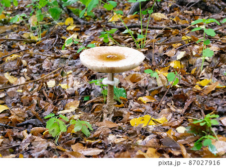 Photography to theme large beautiful poisonous mushroom 87027916
