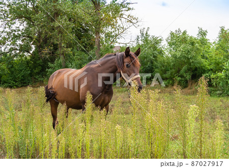 Beautiful wild brown horse stallion on summer flower meadow 87027917