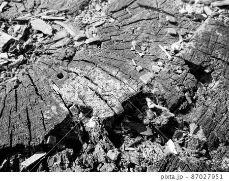 Beautiful wooden fracture old oak, natural texture close up 87027951