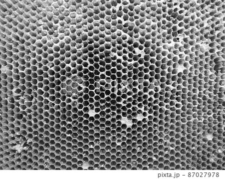 Abstract hexagon structure is honeycomb from bee hive Abstract hexagon structure is honeycomb from bee hive 87027978