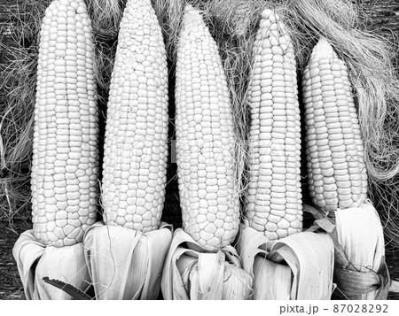 Photography to theme beautiful vegetable cob corn Photography to theme beautiful vegetable cob corn 87028292