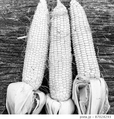 Photography to theme beautiful vegetable cob corn 87028293