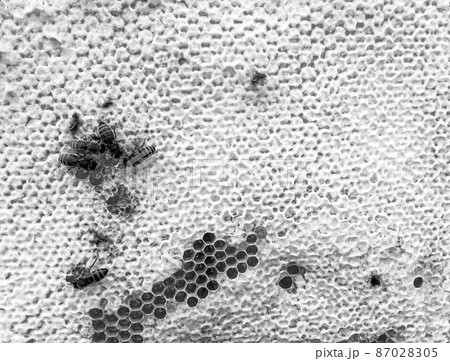 Abstract hexagon structure is honeycomb from bee hive 87028305