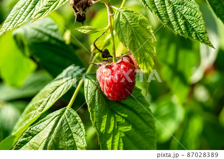 Photography for whole ripe berry red raspberry 87028389