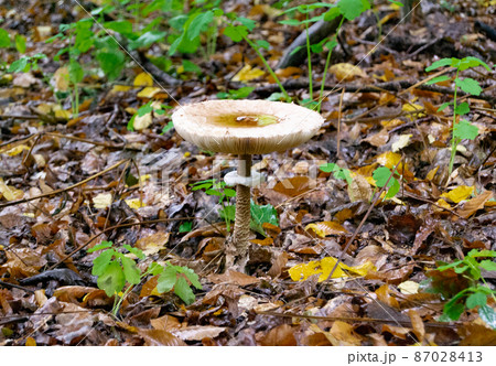 Photography to theme large beautiful poisonous mushroom 87028413