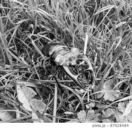 Male stag beetle with long and sharp jaws in wild forest 87028484