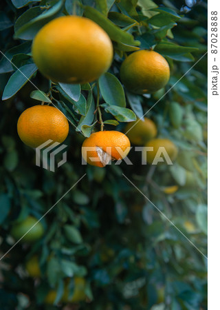 Ripe tangerine fruit with split peel on a tree in citrus grove, vertical shot 87028888