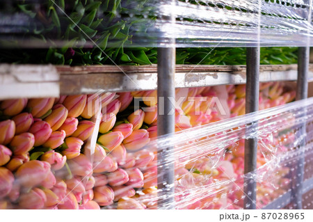 Flowers business. Buying and selling fresh flowers. 87028965