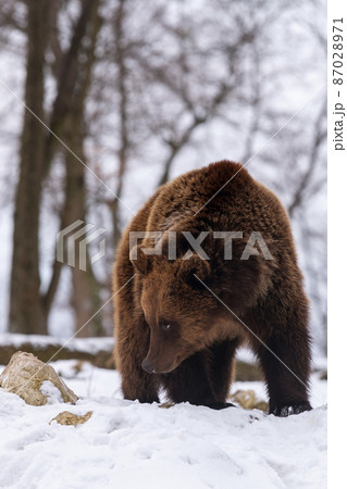 Wild brown bear in winter forest Wild brown bear in winter forest 87028971