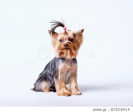 A small Yorkshire terrier with a stylish haircut on a light background. A small Yorkshire terrier with a stylish haircut on a light background. 87029014