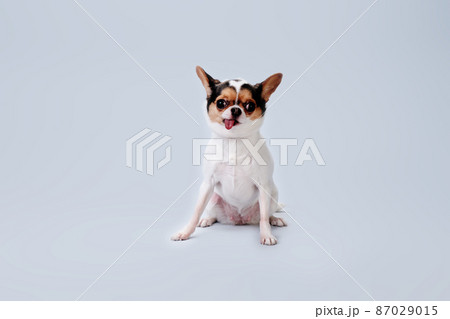 A chihuahua sits on a light background after combing its fur A chihuahua sits on a light background after combing its fur 87029015