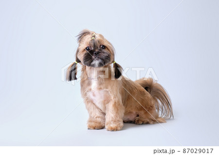 Shih tzu shows a haircut made in an animal salon Shih tzu shows a haircut made in an animal salon 87029017
