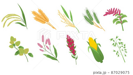 Cereal grasses. Cartoon flat spikelets with grains and seeds, agricultural crops, wheat, corn and oat, millet plant, rye and barley, farm harvest, vector isolated botanical set Cereal grasses. Cartoon flat spikelets with grains and seeds, agricultural crops, wheat, corn and oat, millet plant, rye and barley, farm harvest, vector isolated botanical set 87029075