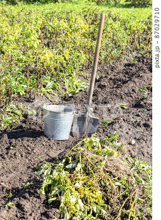 Harvesting potatoes at the vegetable garden 87029710