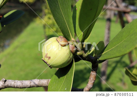 Pitch Apple fruit on tree. 87030511