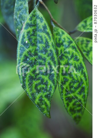 エスキナンサス・マルモラタス 87030632